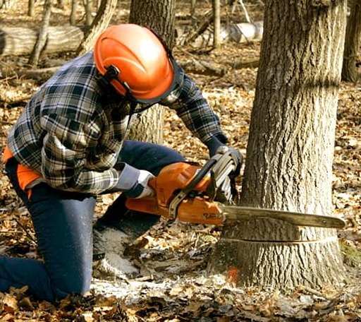 Tree Removal in Lewis Run, PA